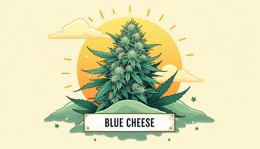 CBD QUESO AZUL MAFRENCHWEED LIGHT