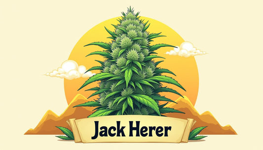 JACK HERER CBD MAFRENCHWEED LUZ