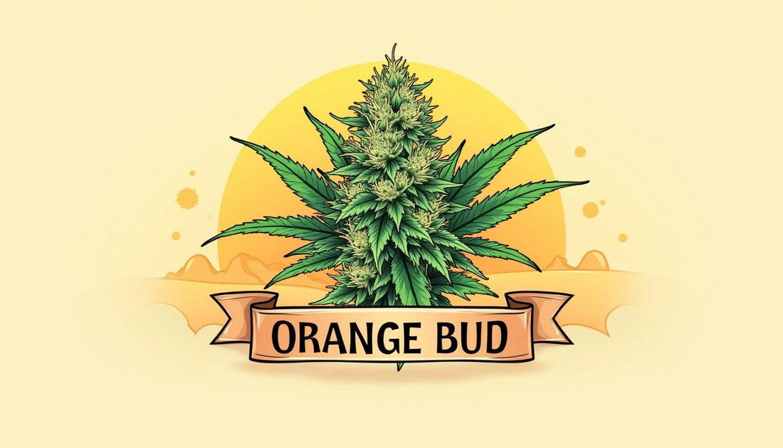 ORANGE BUD CBD MAFRENCHWEED LUZ