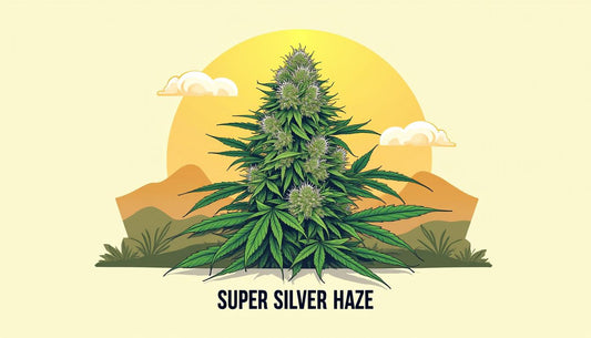 SUPER SILVER HAZE CBD MAFRENCHWEED LUZ