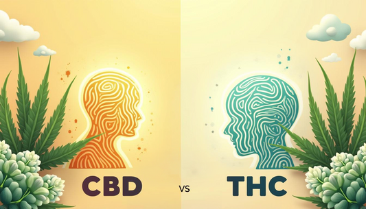 CBD vs THC: ¿Cómo puede ayudarte el CBD a dejar el hábito del THC?