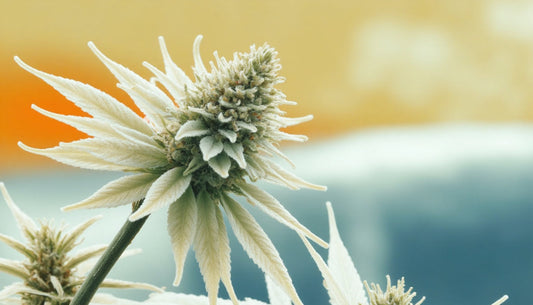 Tricomas en el CBD: una mejor protección para la planta